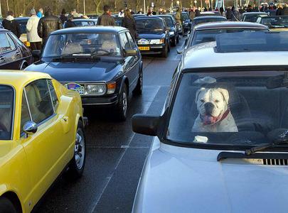 A dog guards his owner's Saab at a rally in Muiden near Amsterdam protesting GM's plan to shut down Saab. (Jan. 17, 2010)