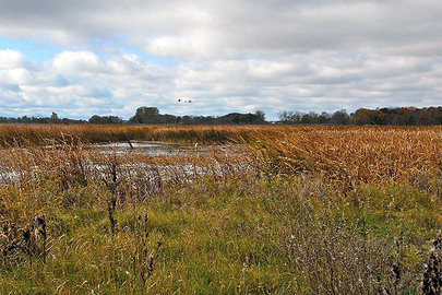 Long Point's marshlands are an area of tremendous biodiversity, with an abundance of migratory and native birds, for whom local craftsmen build bird houses out of reclaimed wood and salvaged bits of metal. (Oct. 30, 2008) 